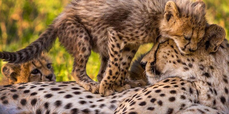 Kruger Park Safari: Fly in From MQP & Panorama Route - Important Information