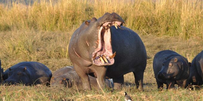 Kruger Park Safari: Fly in From MQP & Panorama Route - Accommodation and Lodging