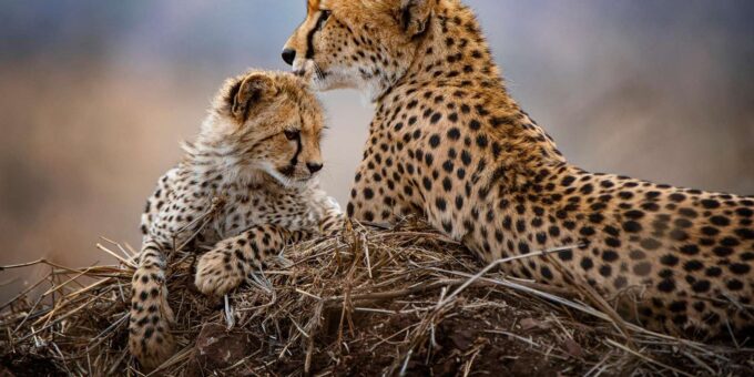 Kruger Park Safari: Fly in From MQP & Panorama Route - Booking and Reservations
