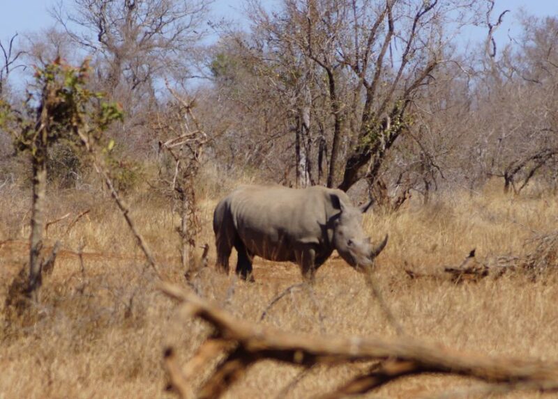 Kruger Park Safari From Maputo - Key Points