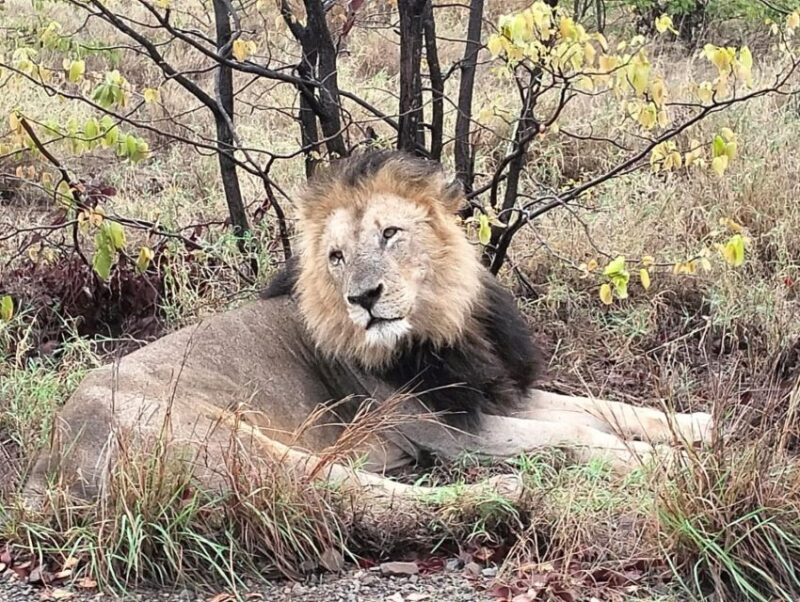 Kruger Park Safari From Maputo - Kruger Park Conservation