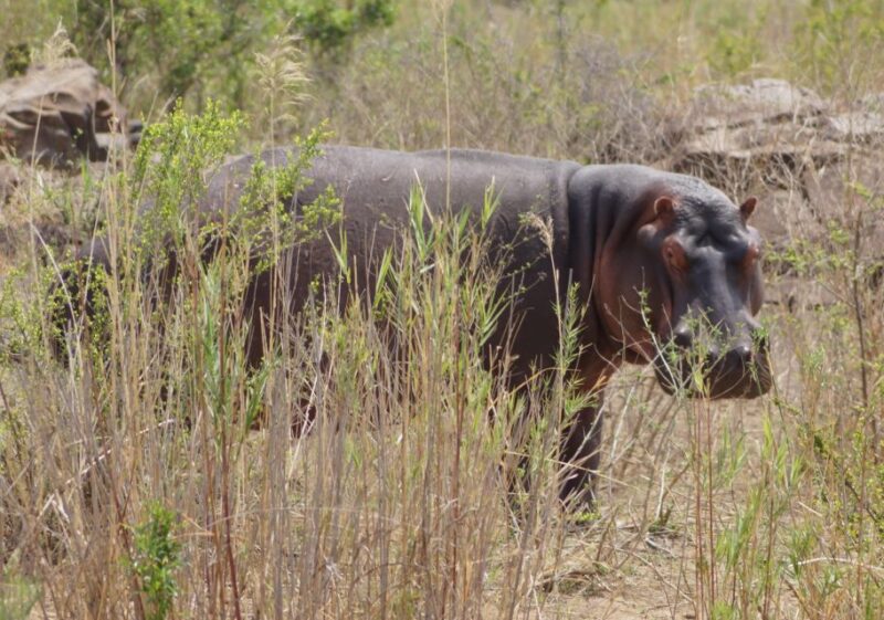 Kruger Park Safari From Maputo - Suitability and Restrictions
