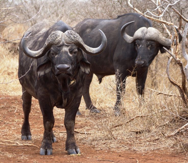 Kruger Park Safari From Maputo - Duration and Group Size
