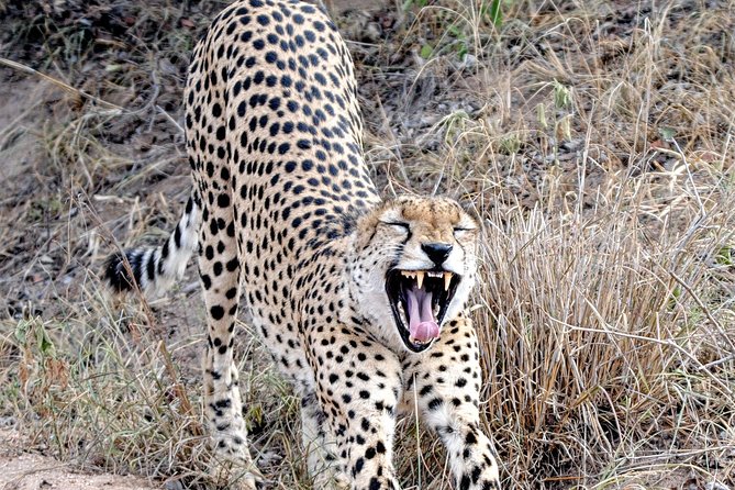 Kruger Park Safari: Guided Day Tour From Nelspruit - Taking in Local Flora and Fauna