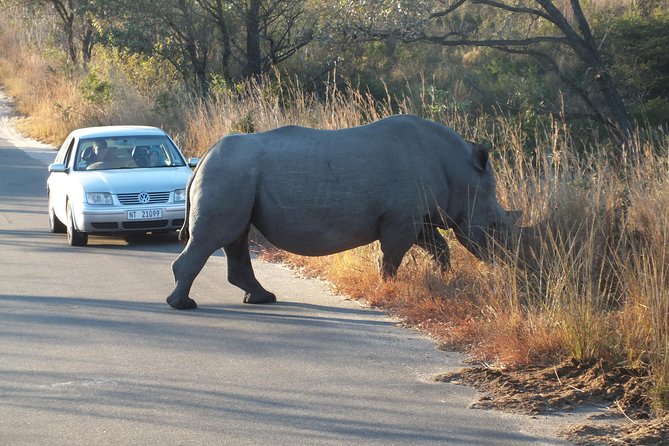 Kruger Park Safari: Guided Day Tour From Nelspruit - Guided Safari Experience