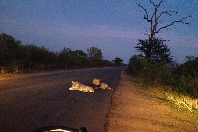 Kruger Park Safari: Guided Day Tour From Nelspruit - Pickup and Drop-off Services