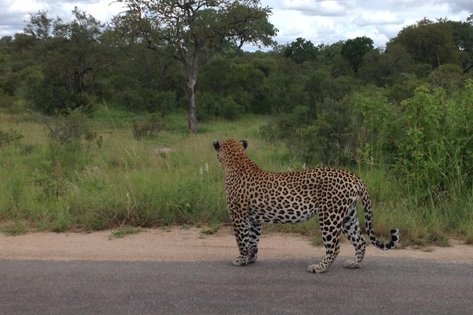 Kruger Park Safari: Guided Day Tour From Nelspruit - Positive Guest Reviews