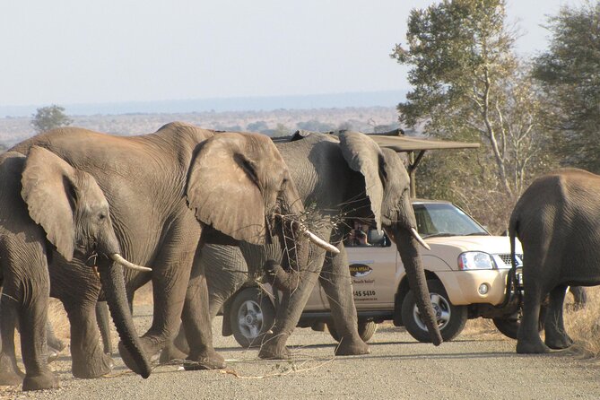 Kruger Park Safari Private Full-Day Tour From Marloth Park - Anticipated Wildlife Sightings
