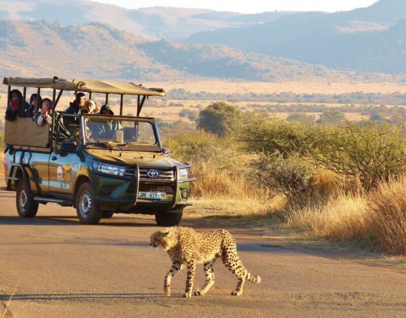 Kruger Park Shared Full Day Safari Drive From Hazyview - Key Points