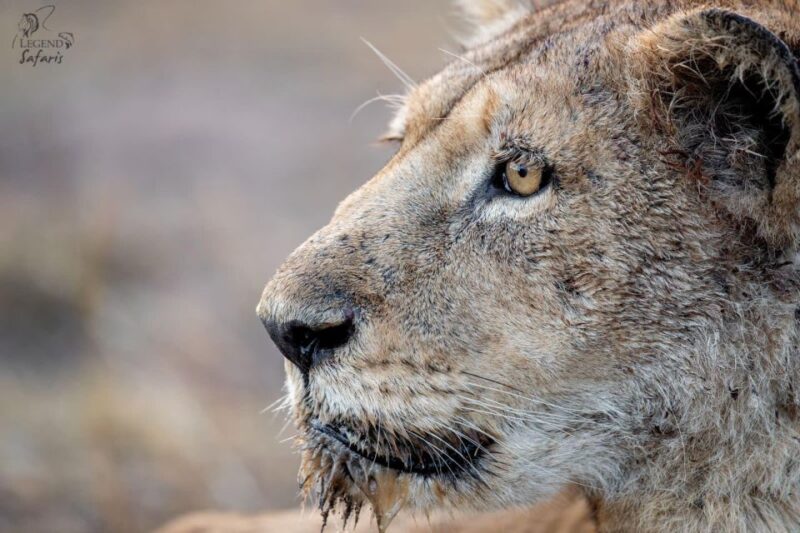 Kruger Safari Tour: Morning Half Day - Activity Details