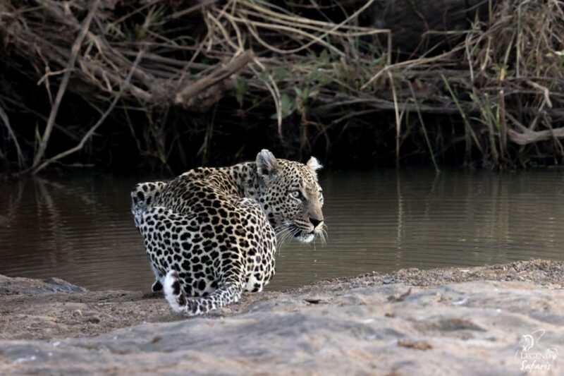 Kruger Safari Tour: Morning Half Day - Inclusions and Exclusions