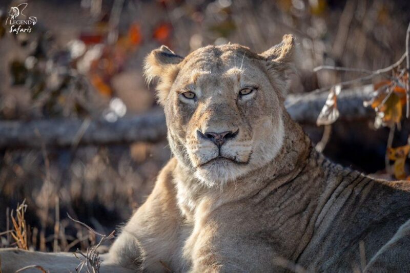Kruger Safari Tour: Morning Half Day - Booking Process