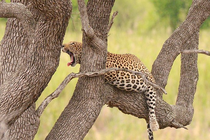 Kruger Safari Tour - Morning Half Day - Tour Logistics