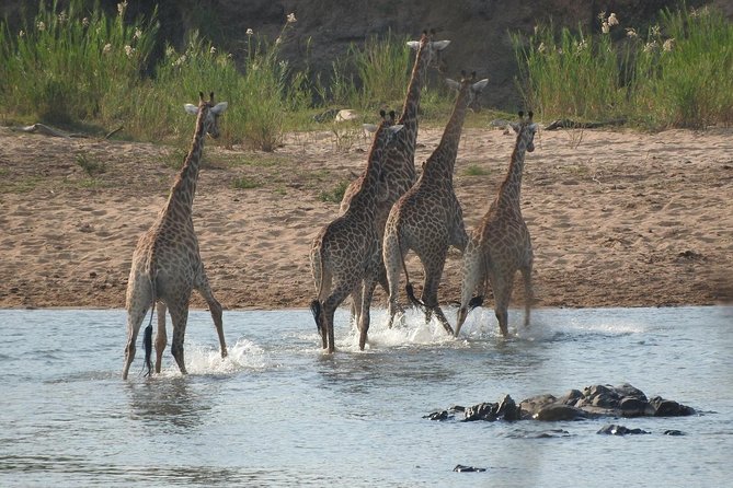 Kruger Safari Tour - Morning Half Day - Cancellation Policy