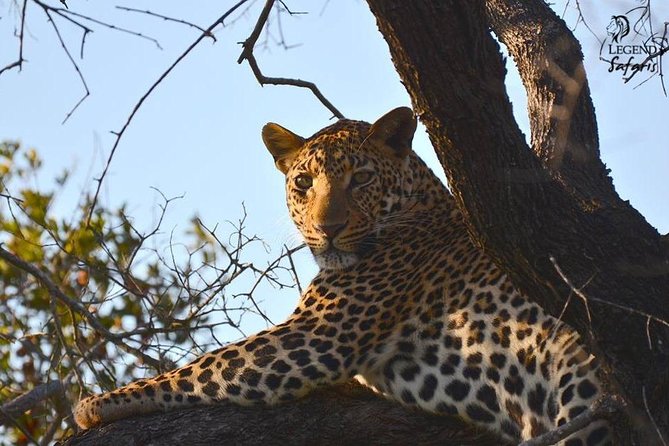 Kruger Safari Tour - Morning Half Day - Sightings and Wildlife