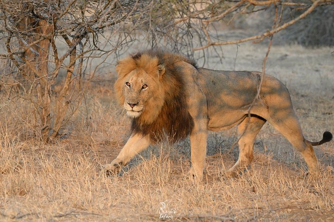 Kruger Safari Tour - Morning Half Day - Tour Duration
