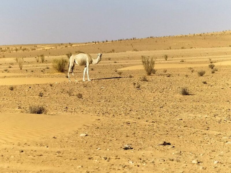 Ksar Ghilan (Oasis) One Day Tour: Starting From Djerba - Optional Extras Available