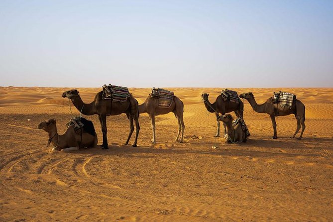 Ksar Ghilane 1 Day: the Hot Spring and the Homestay - Touring a Troglodyte House