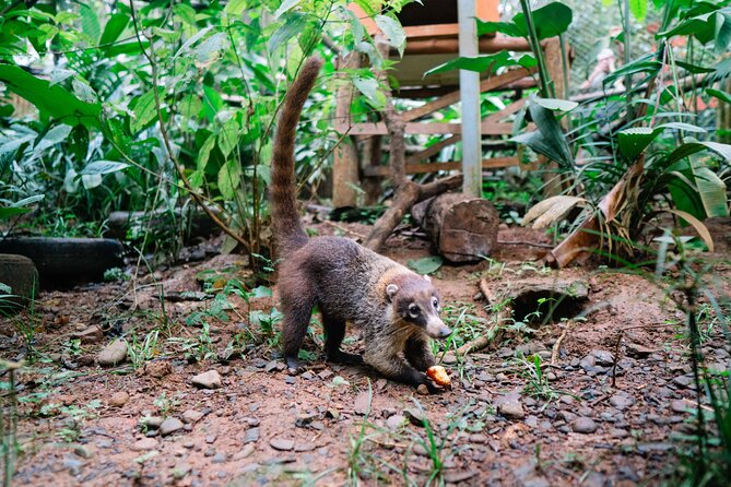 KSTR Re-Wilding Center Manuel Antonio (Sloth/Primate Park) - Excellent Reviews and Ratings