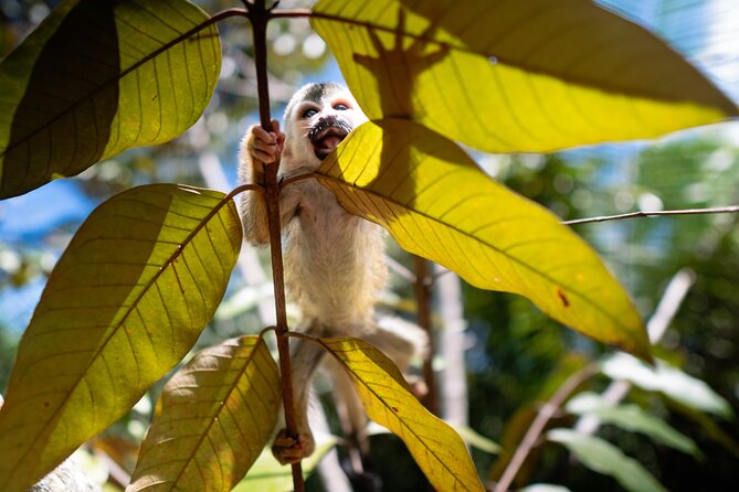 KSTR Re-Wilding Center Manuel Antonio (Sloth/Primate Park) - Tour Details and Inclusions