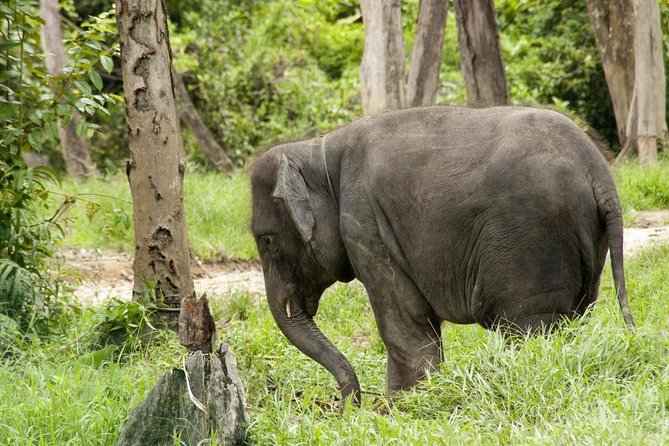 Kuala Gandah Elephant Sanctuary With a Batu Caves Visit - Key Points