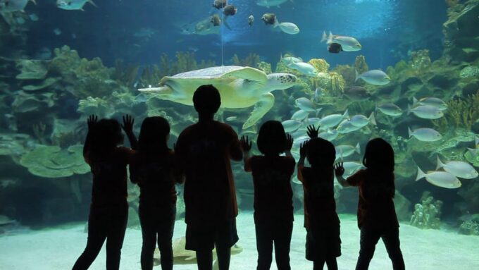 Kuala Lumpur: Aquaria KLCC Entry Ticket - What to Expect at Aquaria KLCC