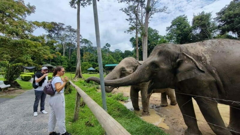 Kuala Lumpur: Batu Caves & Kuala Gandah Elephant Sanctuary - An In-Depth Look at the Batu Caves & Kuala Gandah Elephant Sanctuary Tour