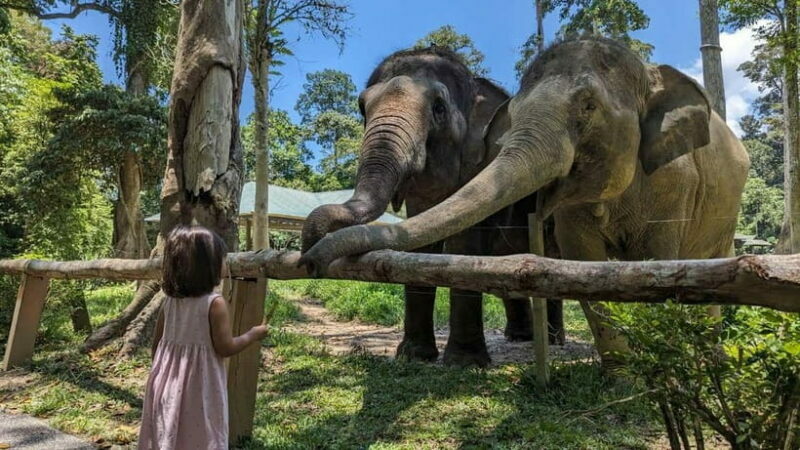 Kuala Lumpur: Batu Caves & Kuala Gandah Elephant Sanctuary - The Sum Up