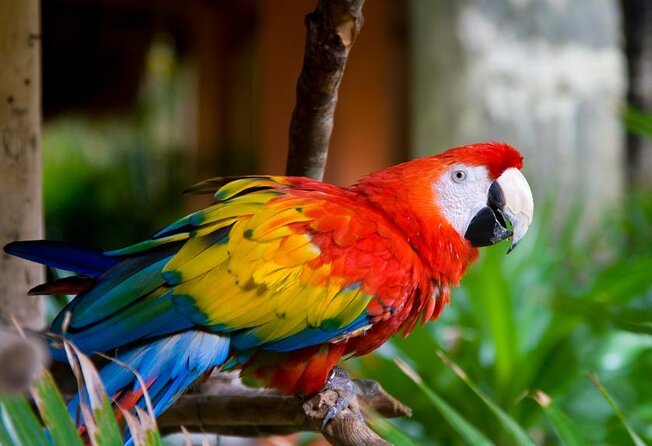Kuala Lumpur Bird Park & Butterfly Farm Include Entrance - Key Points