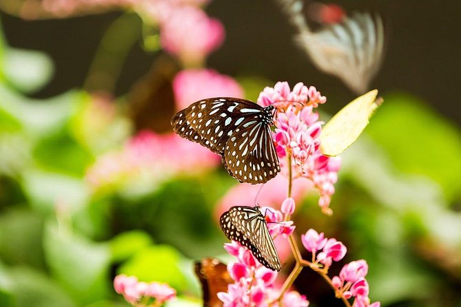 Kuala Lumpur Bird Park & Butterfly Farm Tour - Trip Planning Tips