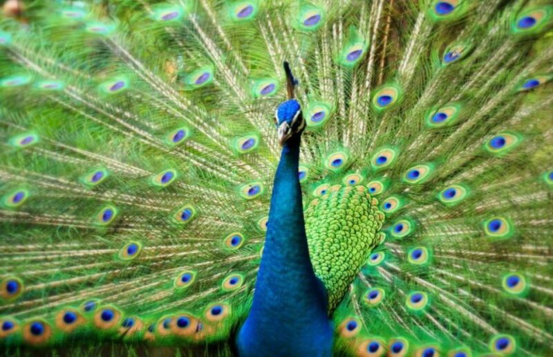 Kuala Lumpur: Bird Park, Butterfly & Garden Private Tour - KL Bird Park