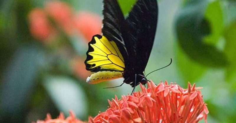 Kuala Lumpur: Bird Park, Butterfly & Garden Private Tour - Customer Feedback
