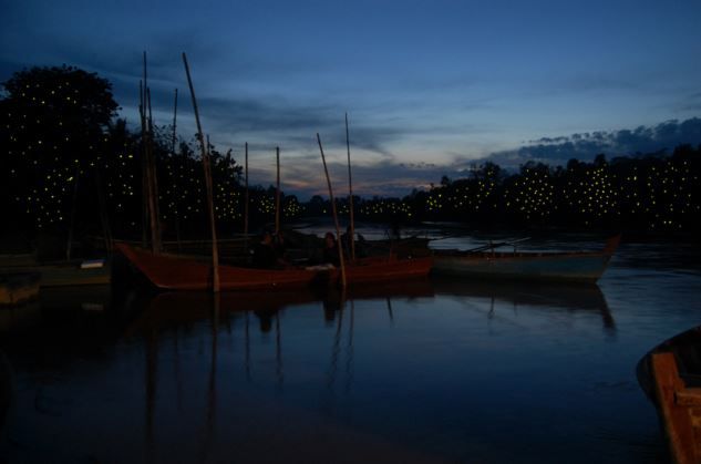Kuala Lumpur: Fireflies & Blue Tears Tour With Seafood Meal - Key Points