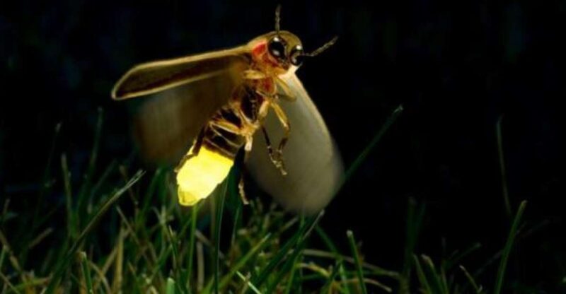 Kuala Lumpur: Fireflies & Blue Tears Tour With Seafood Meal - Transportation and Logistics