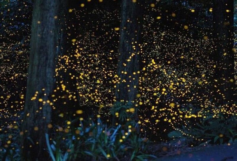 Kuala Lumpur: Fireflies Tour With Dinner and Hotel Pickup - Itinerary Highlights