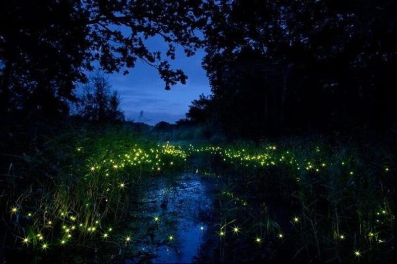 Kuala Lumpur: Fireflies Tour With Dinner and Hotel Pickup - Booking and Cancellation