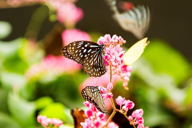 Kuala Lumpur Garden, Park and Museum Tour With Lunch - Important Information