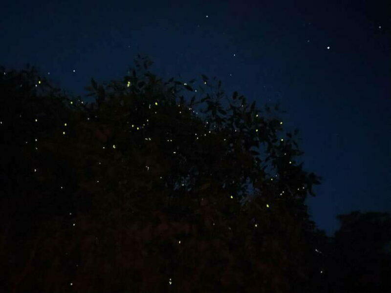 Kuala Lumpur: Kuala Selangor Fireflies and Blue Tears Tour - Key Points