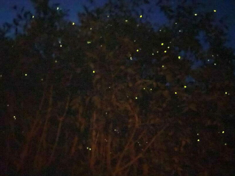 Kuala Lumpur: Kuala Selangor Fireflies and Blue Tears Tour - A Complete Look at the Kuala Selangor Fireflies and Blue Tears Tour