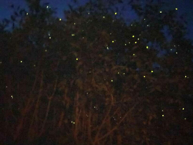 Kuala Lumpur: Kuala Selangor Fireflies and Blue Tears Tour - Final Thoughts