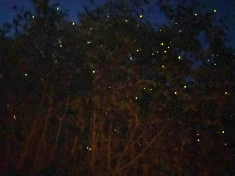 Kuala Lumpur: Kuala Selangor Fireflies and Blue Tears Tour - Final Words