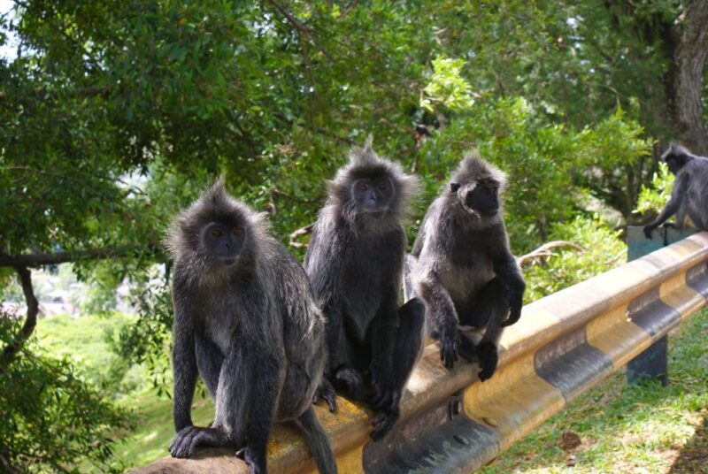 Kuala Lumpur: Kuala Selangor Firefly Tour and Dinner - Frequently Asked Questions