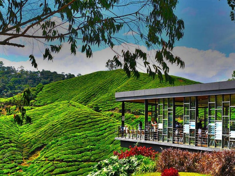 Kuala Lumpur: One-Way Transfer to Cameron Highlands - Key Points
