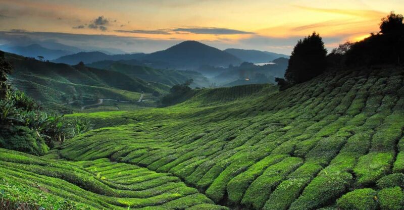 Kuala Lumpur: One-Way Transfer to Cameron Highlands - Pickup and Drop-off Options