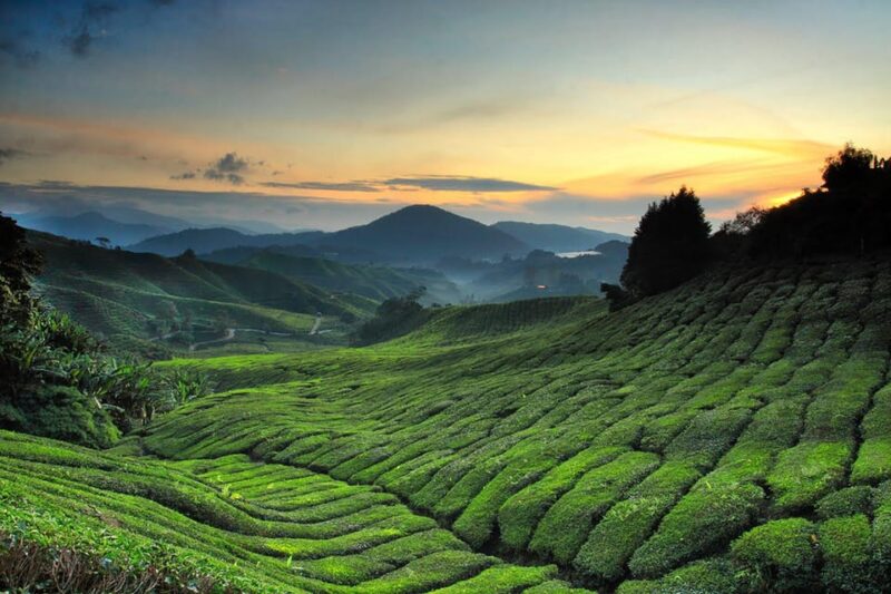Kuala Lumpur: One-Way Transfer to Cameron Highlands - Recommended Items to Bring