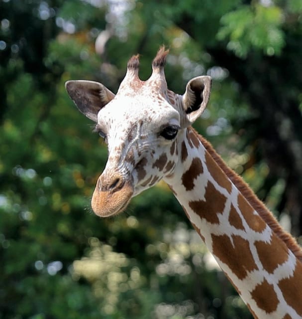 Kuala Lumpur: Zoo Negara Instant Entry E-Ticket - Key Points