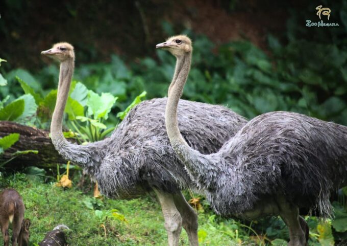 Kuala Lumpur: Zoo Negara Instant Entry E-Ticket - Feeding Session Schedule