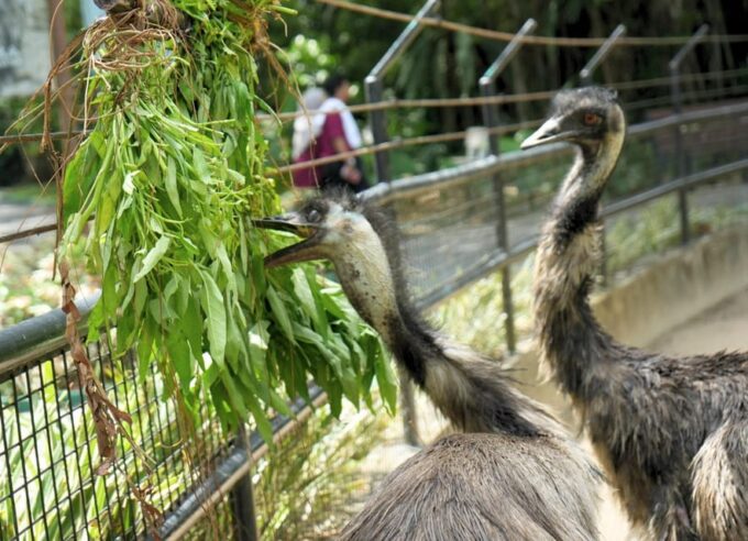 Kuala Lumpur: Zoo Negara Instant Entry E-Ticket - Educational Programs Offered