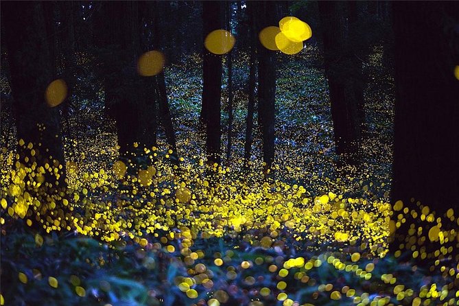 Kuala Selangor Fireflies Tour - Inclusions