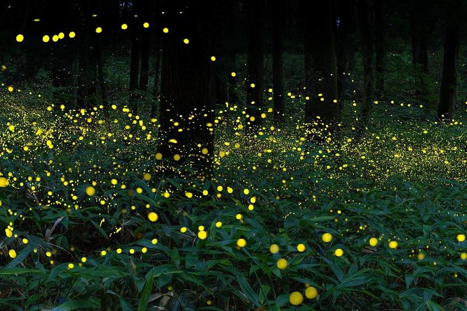 Kuala Selangor Firefly Tour From Kuala Lumpur - Highlights of the Firefly Tour